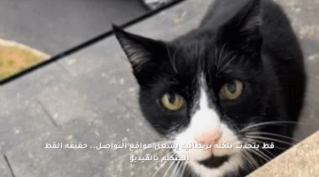 قط يتحدث بلكنة بريطانية يشعل مواقع التواصل.. حقيقة القط المتكلم بالفيديو